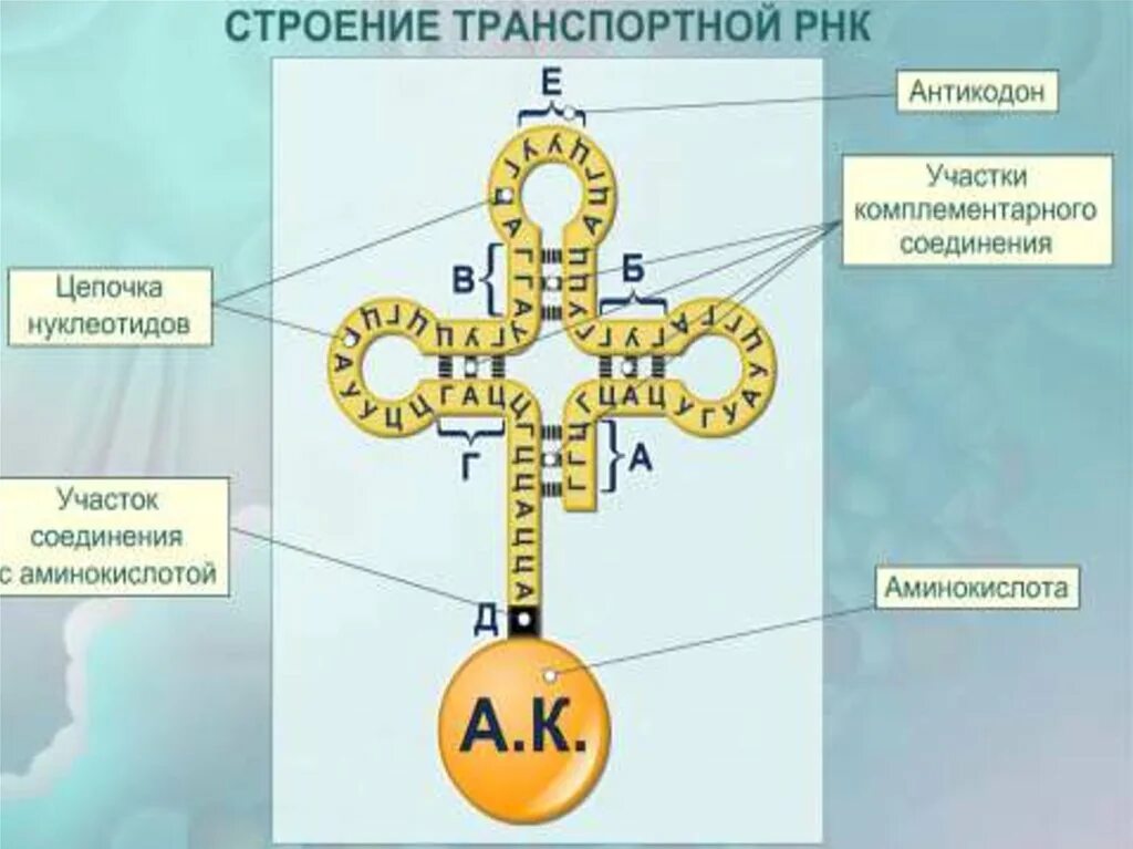 Вычисли угол рнк. Строение транспортной РНК. Структура транспортной РНК. Схема молекулы ТРНК. Структура ТРНК схема.