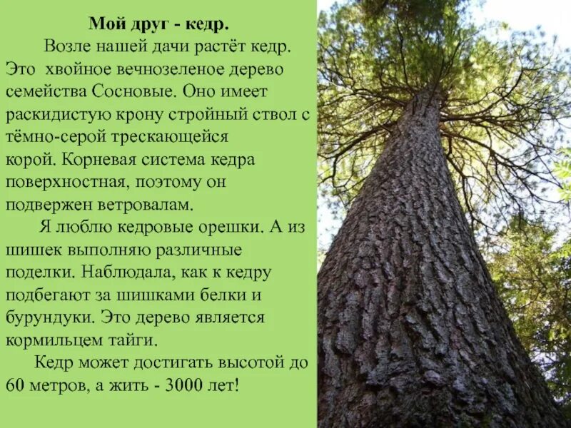 Изображение коры хвойных деревьев произрастающих в югре