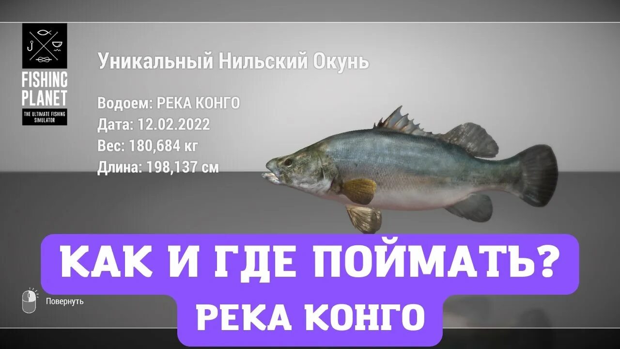 Окунь задира лесни вила. Fishing planet день святого патрика. Черный окунь. Fishing planet гайд. Фишинг планет река сэлэнг рыба монстр.