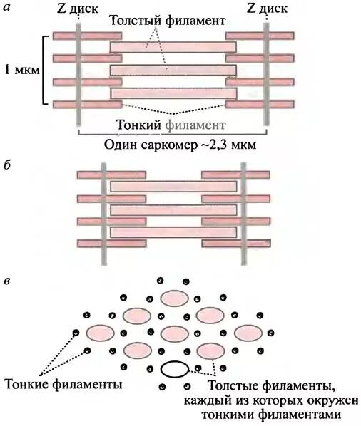 Сокращение саркомера. Схема саркомера миофибриллы мышечного волокна. Схема сокращения и расслабления саркомера. Саркомера мышечного волокна. Саркомер механизм мышечного сокращения.