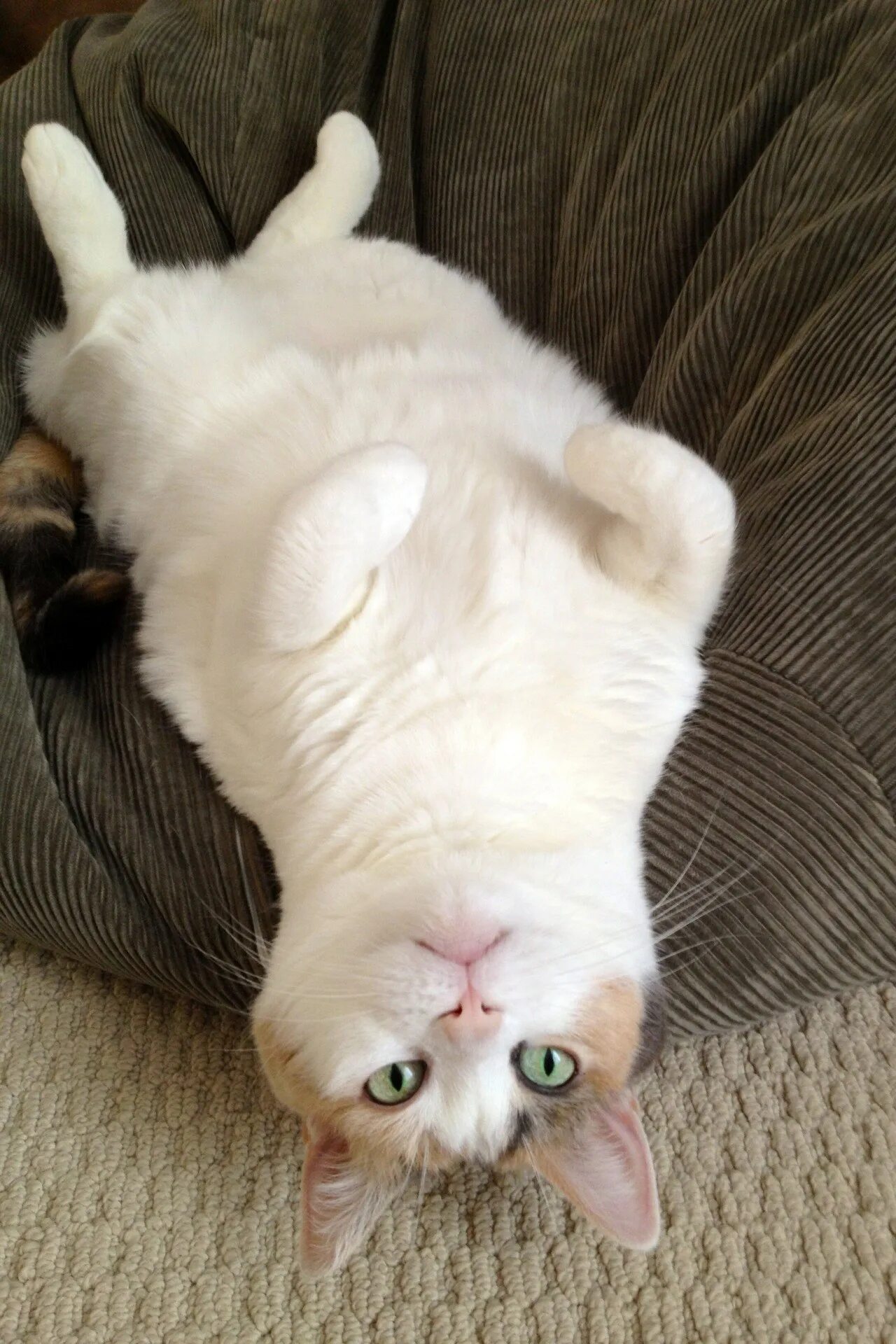Лапки вверх. Лапка котика. кот лапы вверх. лежачий кот. котик с лапой вверх.