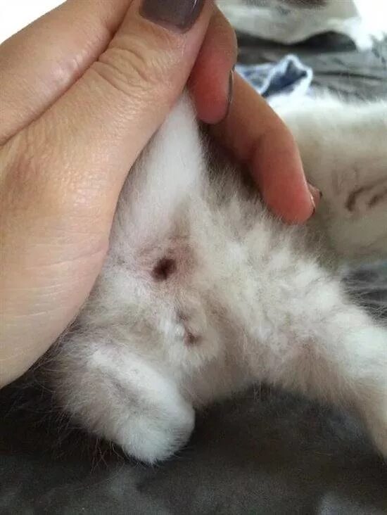 Как различить котенка девочку