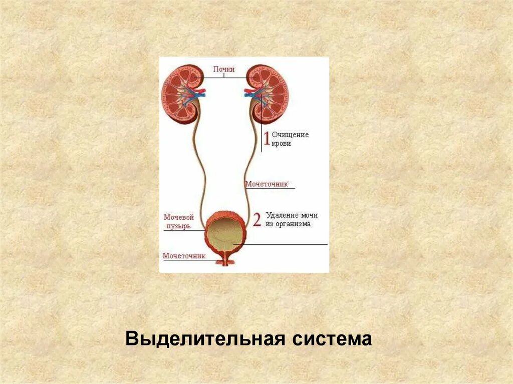 Выделительная система человека 3 класс схема. Выделительная система почки. Выделительная система человека 3 класс. Выведение мочи из почек. Установите правильную последовательность прохождения воды в выделительной