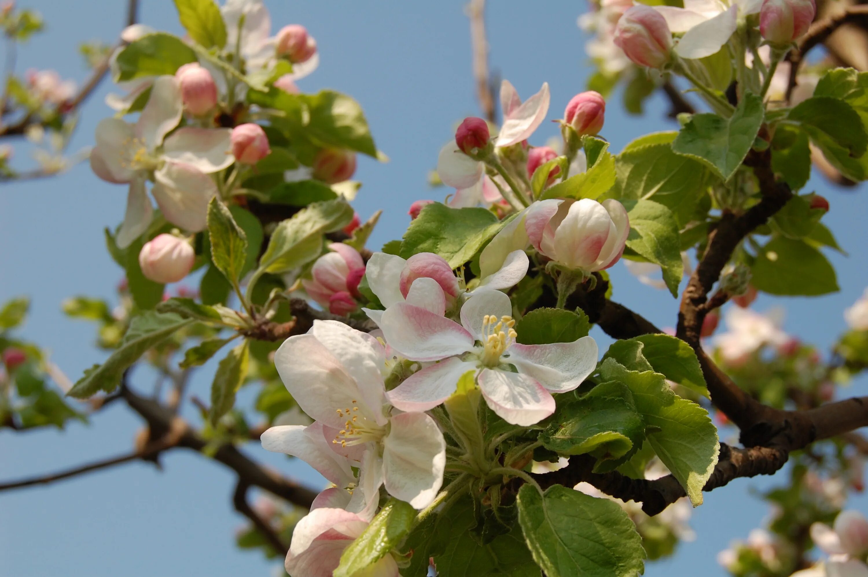 Яблоня Malus domestica. Яблоня домашняя (Malus domestica). Malus domestica цветет. Яблоня Malus Hyslop.