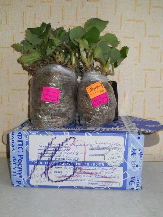 Рассада почтой наложенным платежом. Упаковка для рассады. Саженцы транспортировка. Упаковка рассады для пересылки. Пакеты для горшечных цветов.