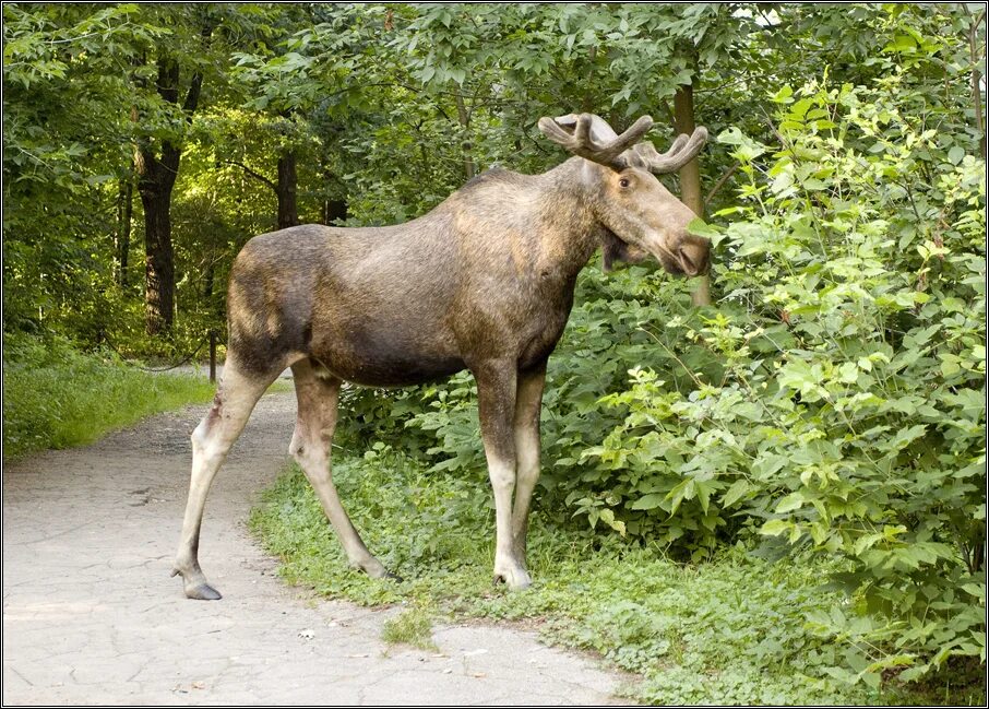 лось вид сверху. лось лесной гигант. европейский лось alces alces в тайге. лось 2-3 лет. лось в лесу.