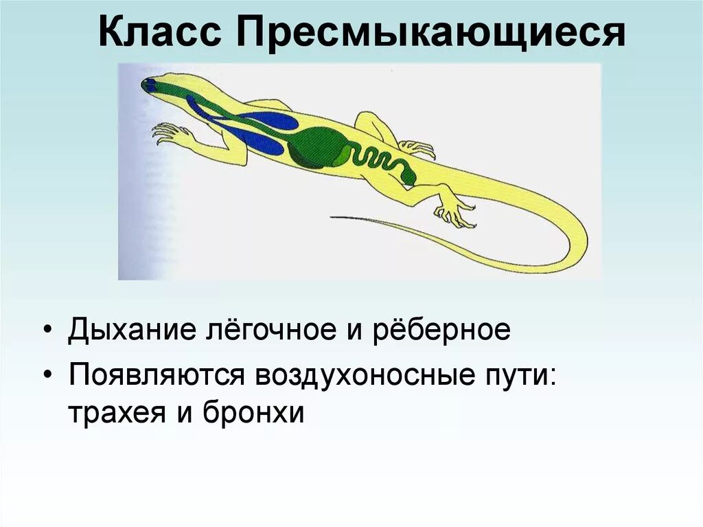 Выберите признаки характеризующие прогрессивное развитие рептилий. Пресмыкающиеся строение дыхательной системы. Класс пресмыкающиеся органы дыхания. Дыхательная система пресмыкающихся схема. Система дыхания рептилий.