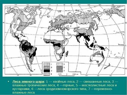 Географическое положение жестколистных вечнозеленых лесов