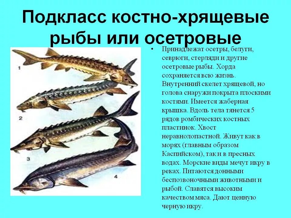 Осетровые внутреннее строение. Подкласс костно хрящевые рыбы. Осетрообразные стерлядь. Севрюга костно хрящевая рыба. Какие рыбы относятся к классу костные