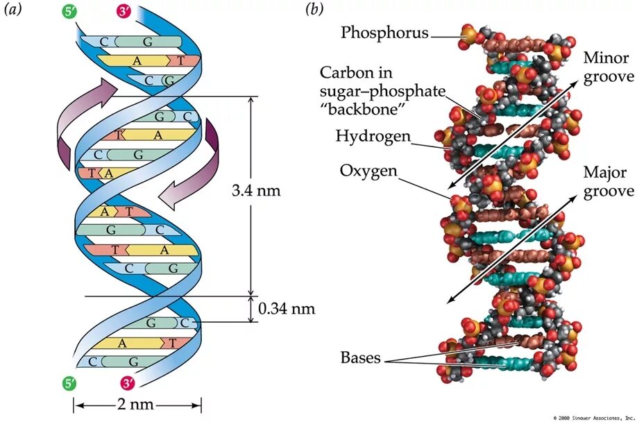 Молекула ДНК. Хеликс ДНК. DNA Double Helix model. DNA structure.