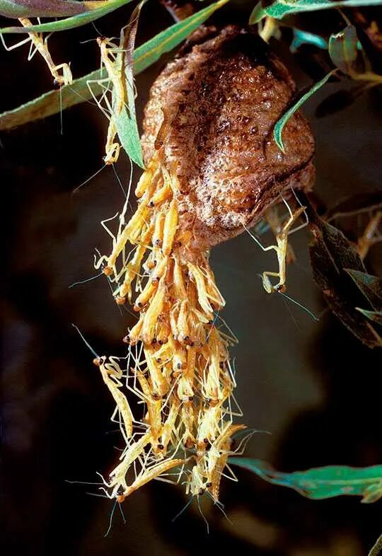 Оотека богомола обыкновенного. Mantis religiosa оотека. Оотека богомола. Оотека (кокон) богомола. Mantis religiosa оотека.