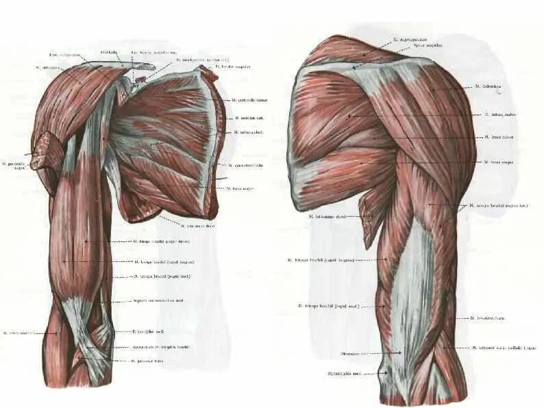 Пучок дельтовидной мышцы. Дельтовидная мышца плечевого пояса анатомия. Дельтовидная мышца анатомия строение. Дельтовидная мышца (m. deltoideus). Задняя Дельта плеча анатомия.