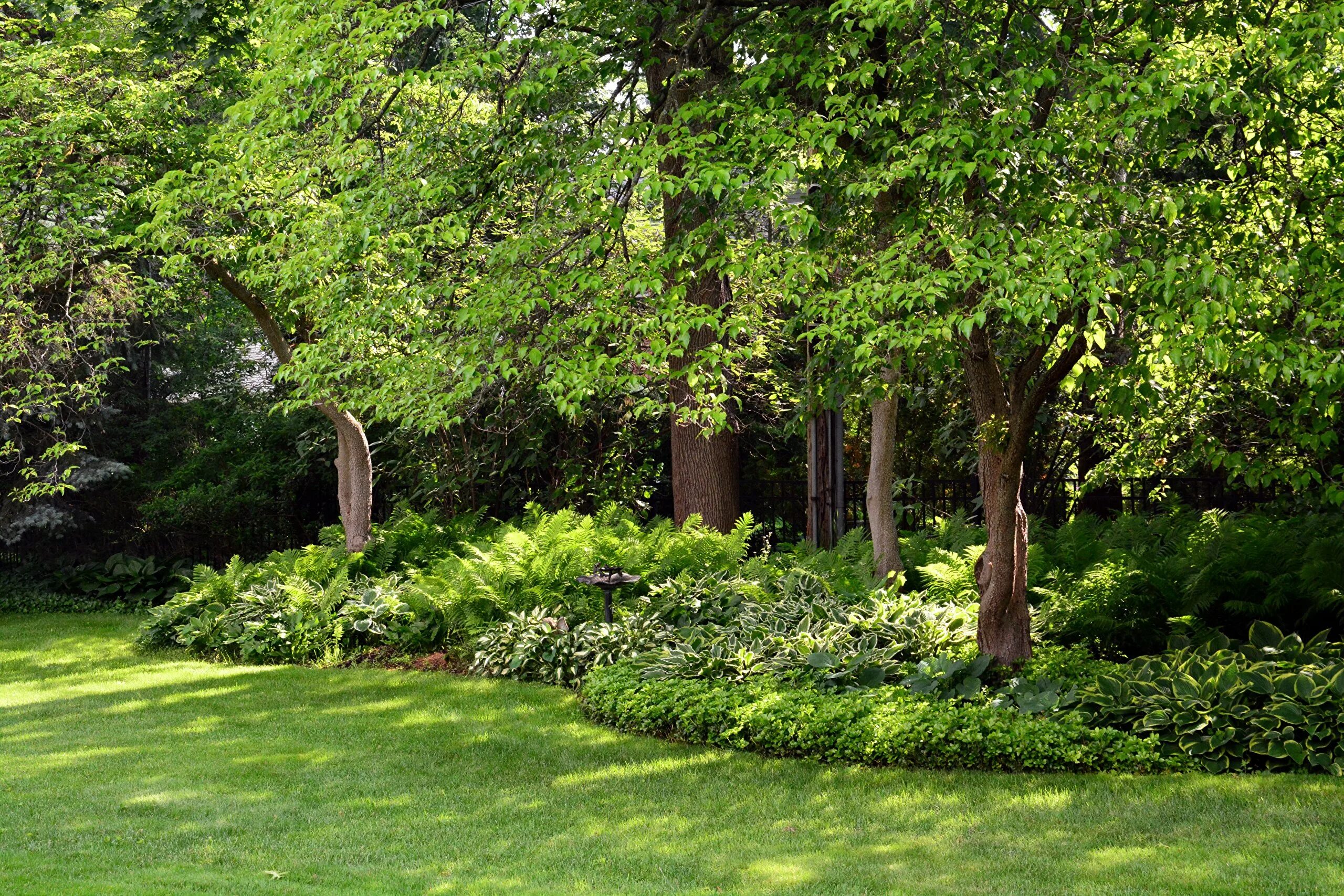 Красивые деревья на участке. Сады Леонардсли (Leonardslee Gardens). Куртины деревьев и кустарников в Лесном саду. Плодовый сад в парке в Богородицке. Плодовый сад на склоне Италия.