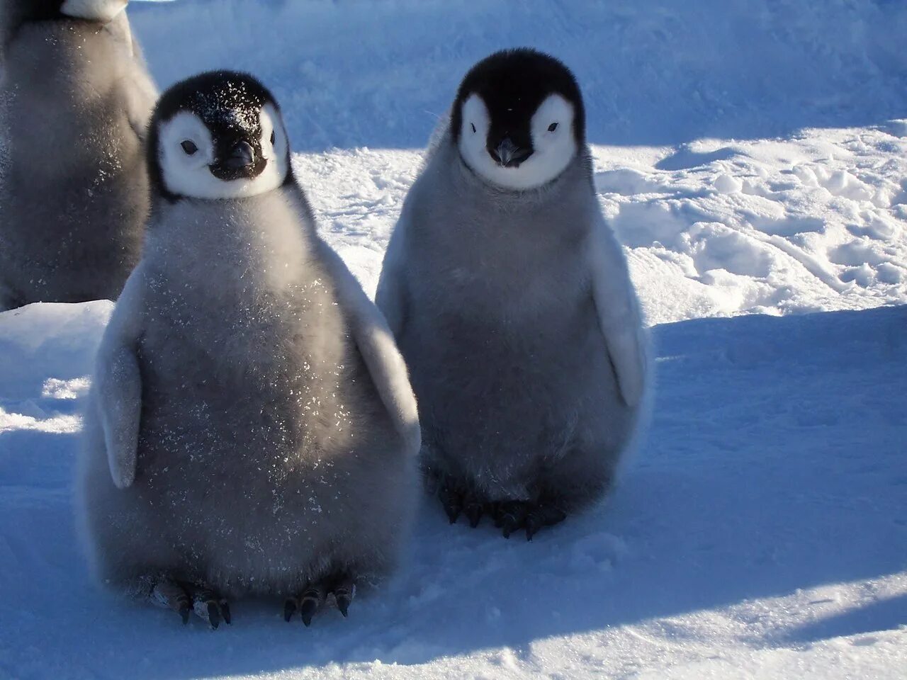 Пингвин южный полюс или северный