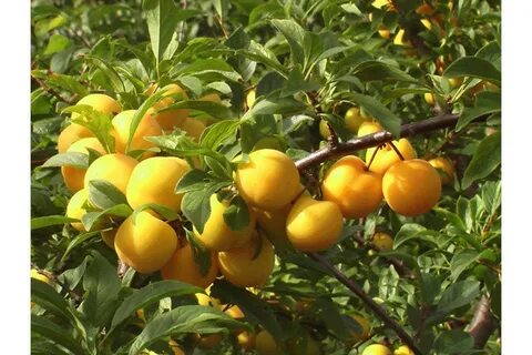 Уральская золотая