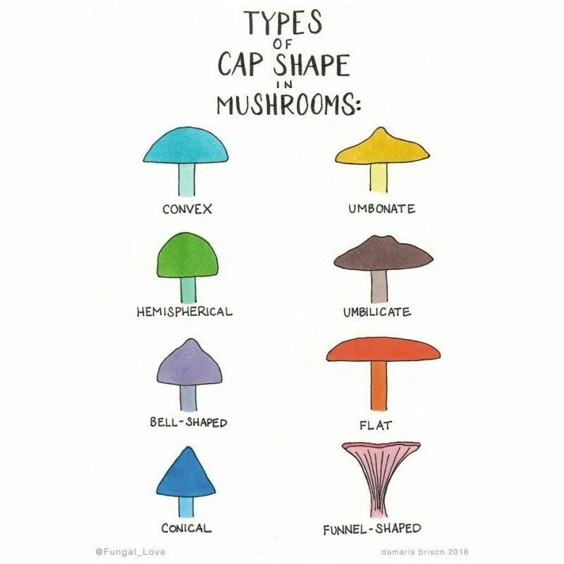 Types of Mushrooms. Types of Mushrooms in English. Mushroom cap. Mushroom cap-Shape. Mushroom глагол