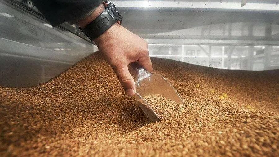 Гречка зерно. Переработка пшеницы. Производство гречки. Российский производитель зерна. Хранение и переработка зерна.