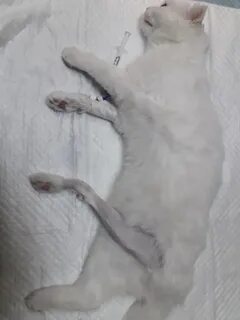 Связка кошек