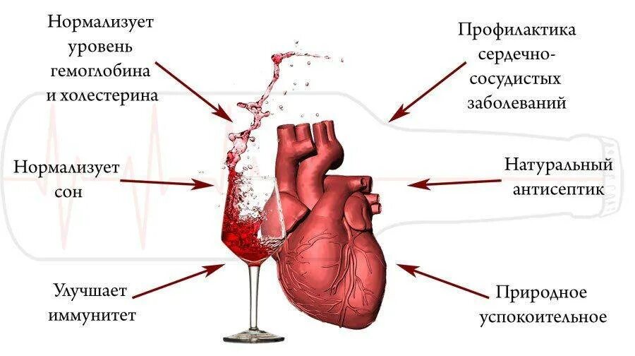 Вино полезно для сосудов. Вино для расширения сосудов. Алкоголь и сердечно-сосудистая система.