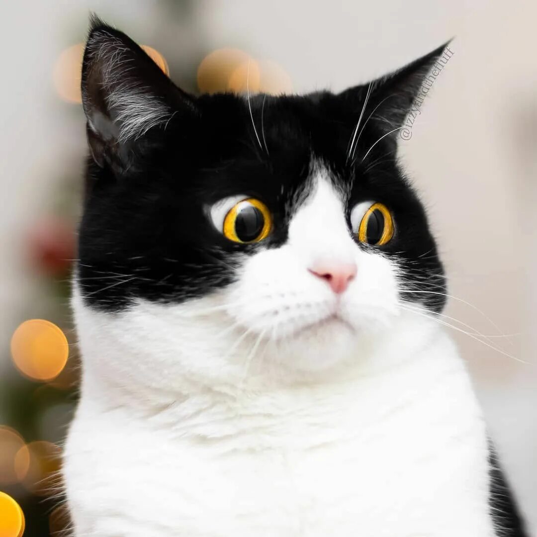 Кошка куда