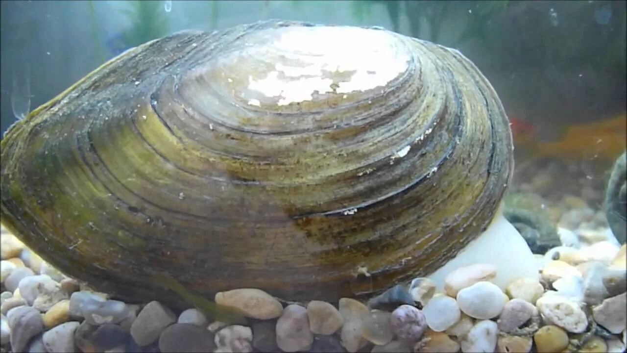Пресноводным моллюскам является. Перловицы и беззубки. Перловица моллюск. Речная Ракушка перловица. Беззубка обыкновенная (Anodonta cygnea).