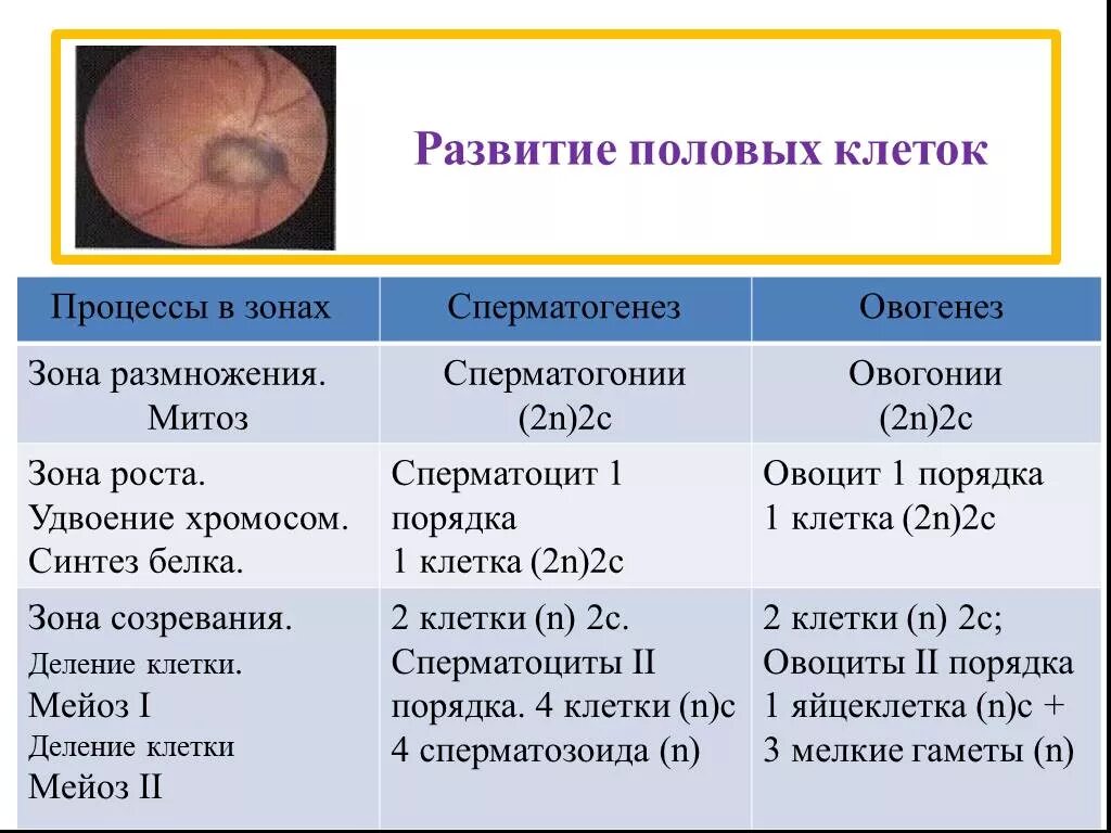 Развитие женских половых клеток происходит в. Развитие половых клеток. Сперматогенез и овогенез зоны и процессы. Процесс формирования половых клеток. Зоны формирования половых клеток.