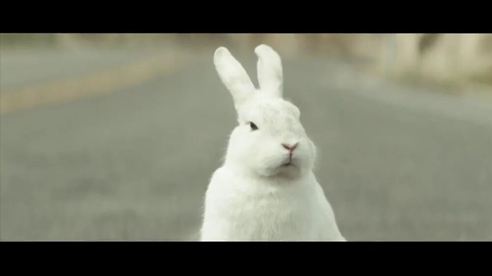 Кролик бежит. Белый заяц бежит. Белый кролик бежит. Белый кролик убегает.