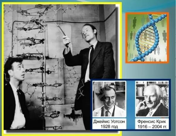Дж Уотсон и ф крик. Открытие Джеймса Уотсона и крика. Дж крик