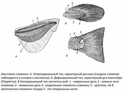 Хвостовой плавник у рыб