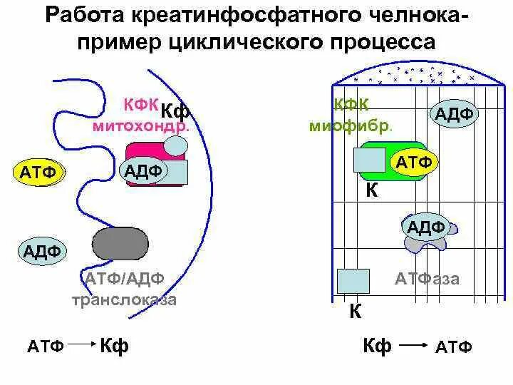 Трансляция атф. АТФ АДФ транслоказа. Креатинфосфатная реакция биохимия. Транслоказы биохимия. Цикл АТФ-АДФ биохимия.