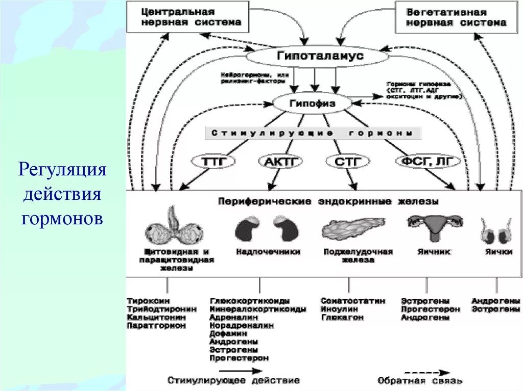 Общая схема гормональной регуляции. Регуляция синтеза и секреции гормонов в организме. Схема Общие принципы действия гормонов. Регуляция гормональных систем биохимия.