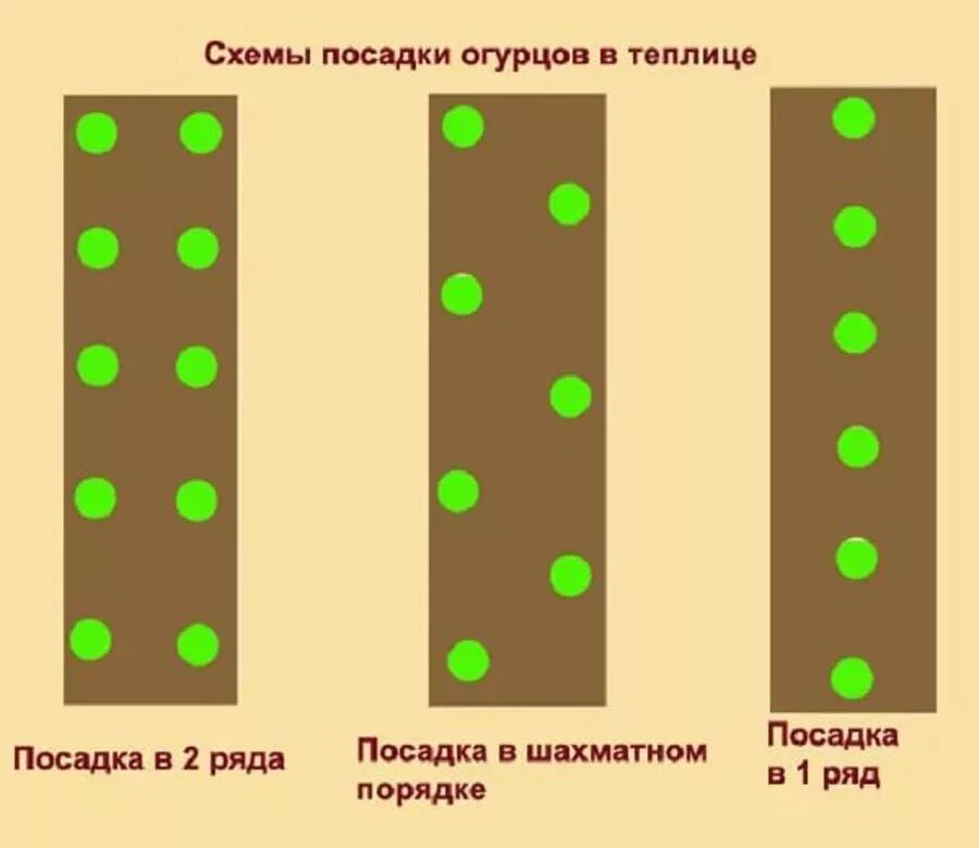 Огурцы посадка семенами в теплице. Схема посадки огурцов в закрытом грунте. Схема посадки рассады огурцы в теплице. Схема рассадки огурцов в теплице. Схема посадки огурцов в теплице.