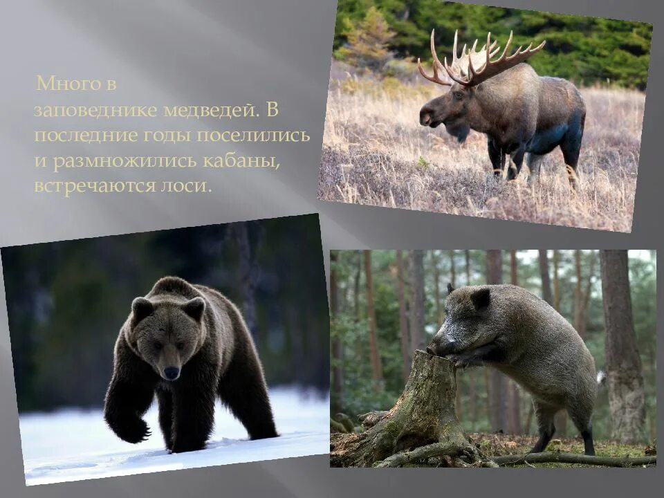 Дарвинский заповедник какие животные там обитают. Дарвинский заповедник животный мир. Птицы дарвинского заповедника вологодской области. Животные дарвинского заповедника. Дарвинский заповедник животные и растения.