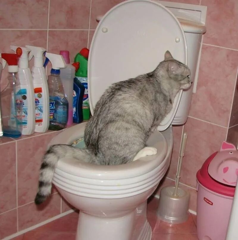 Кошка долго ходит в туалет по маленькому. Кот какает. Приучалка к унитазу для кошек. Кошка долго ходит в туалет по маленькому. Что если часто ходишь в туалет по маленькому.