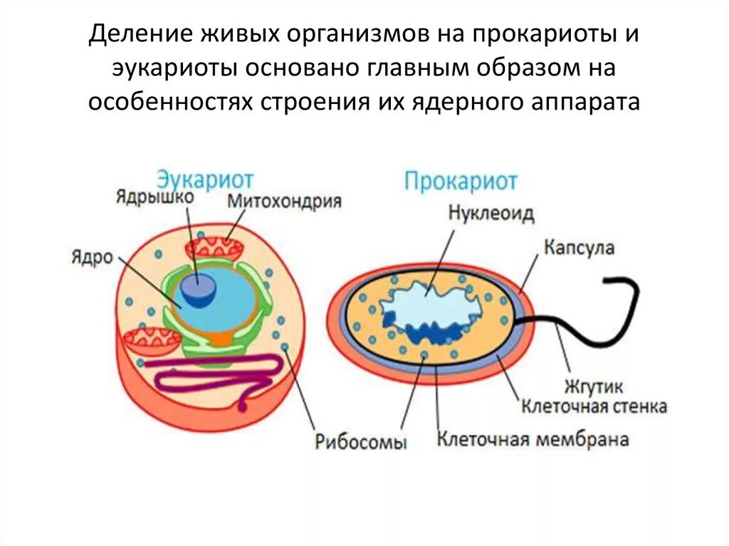 Для клетки прокариот характерно. Деление клеток у прокариот и эукариот. Деление организмов на прокариоты и эукариоты. Деление клеток на эукариотические и прокариотические. Строение клетки прокариот и эукариот рисунок.