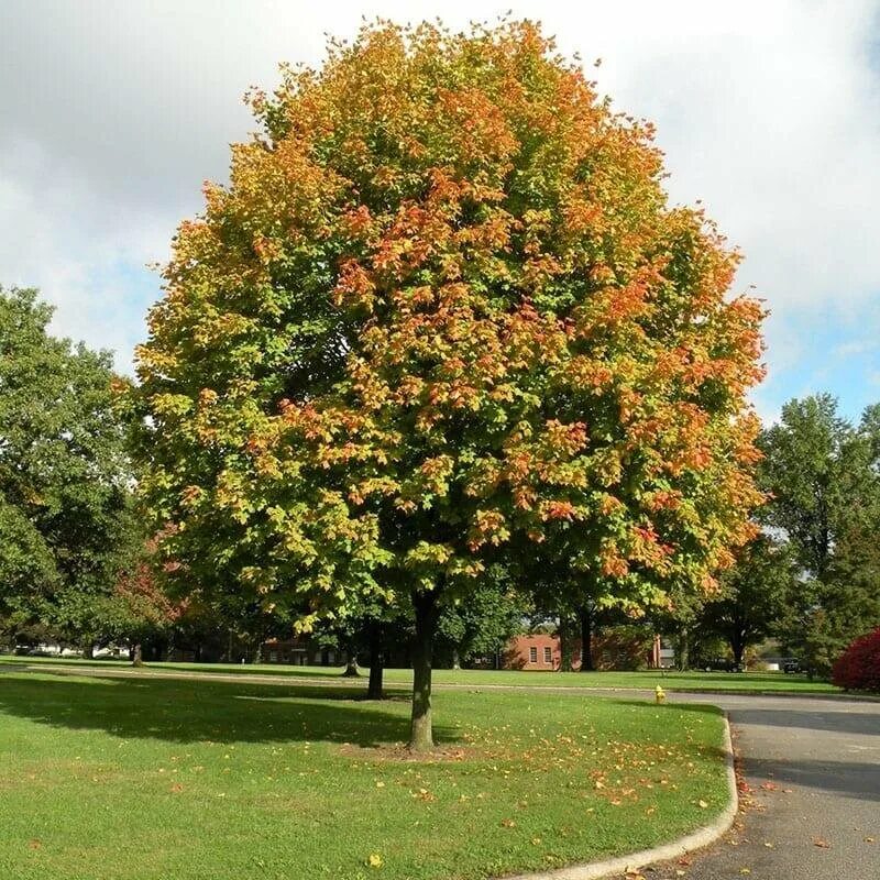 Maple tree