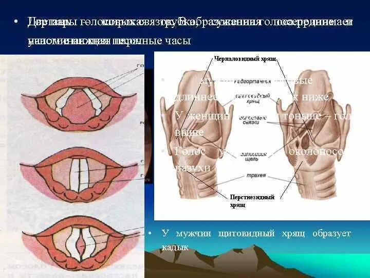 Голосовая связка гортани. Строение гортани голосовые связки. Гортань анатомия ложные голосовые связки. Между голосовыми связками голосовая