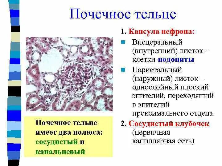 Почечное тельце почки. Капсула почечного тельца гистология. Структурно функциональная характеристика почечного тельца. Канальцевый эпителий почек. Эпителий почечного тельца.