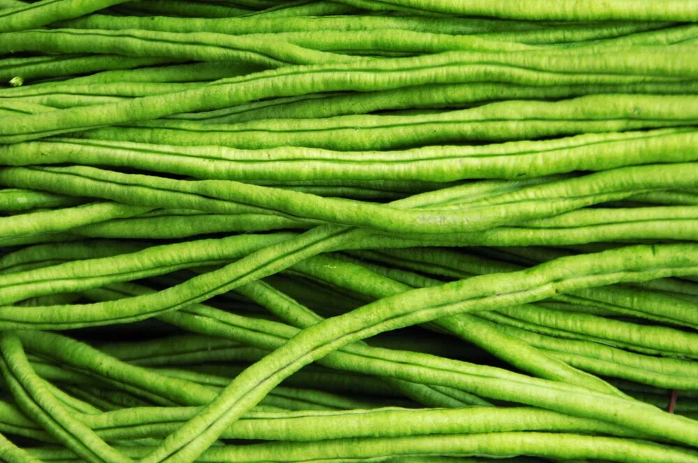 Хлорофитум осока. Драцена лаки бамбук. Как называется длинный длинный зеленый. Спаржевая фасоль длинная зеленая. Зеленый овощ длинный стебель.