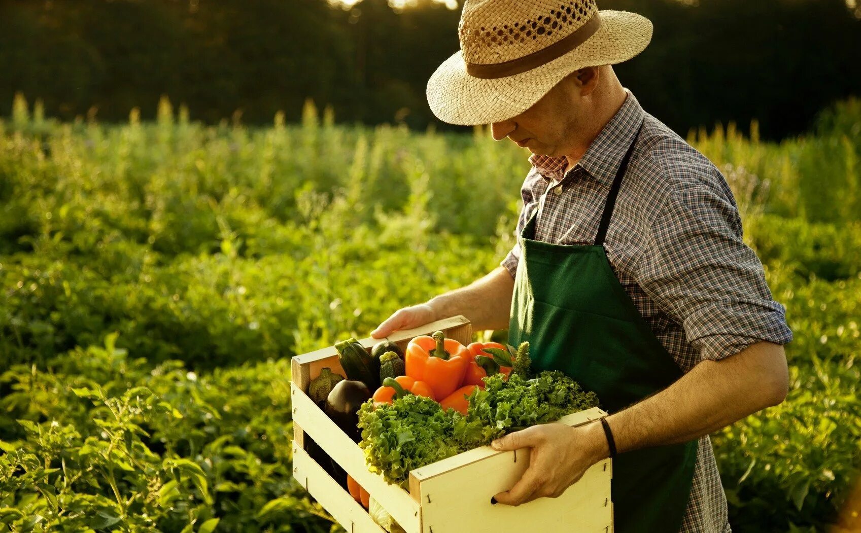 Farmer vegetables