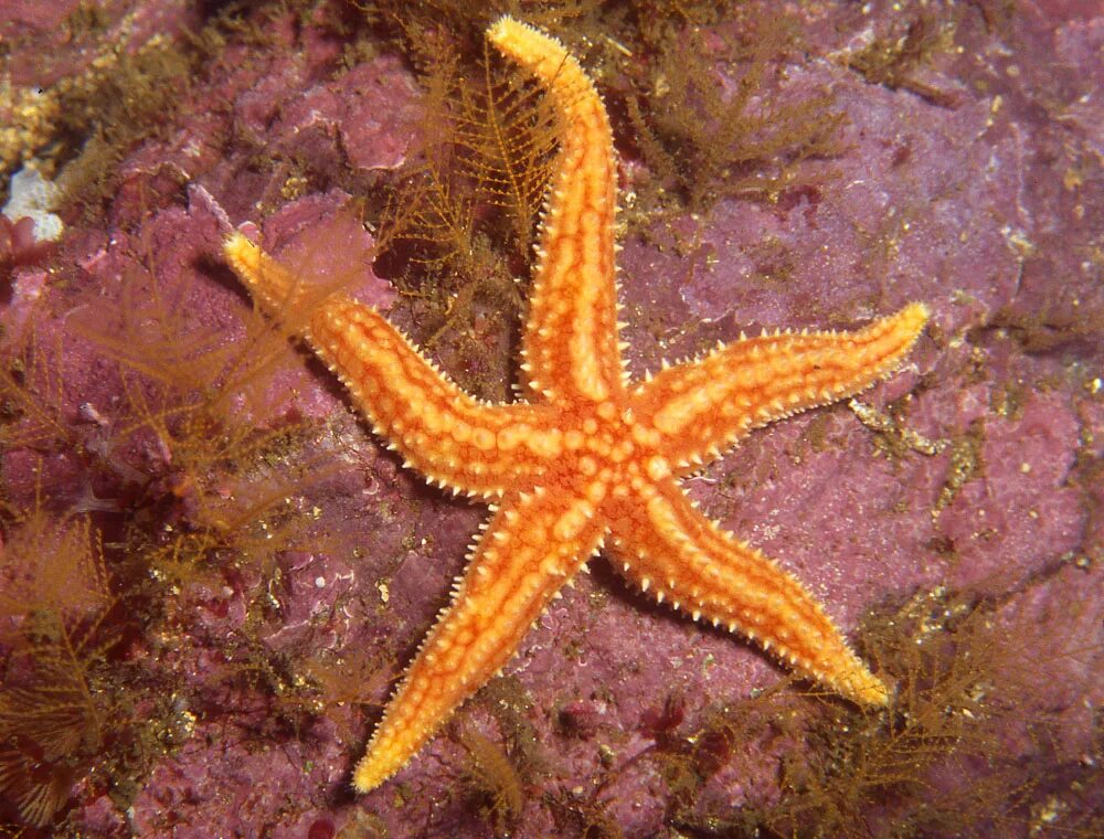 Звезда нардоя морская. Регенерация морской звезды. Фрагментация морской звезды. Морская звезда отращивает Луч.
