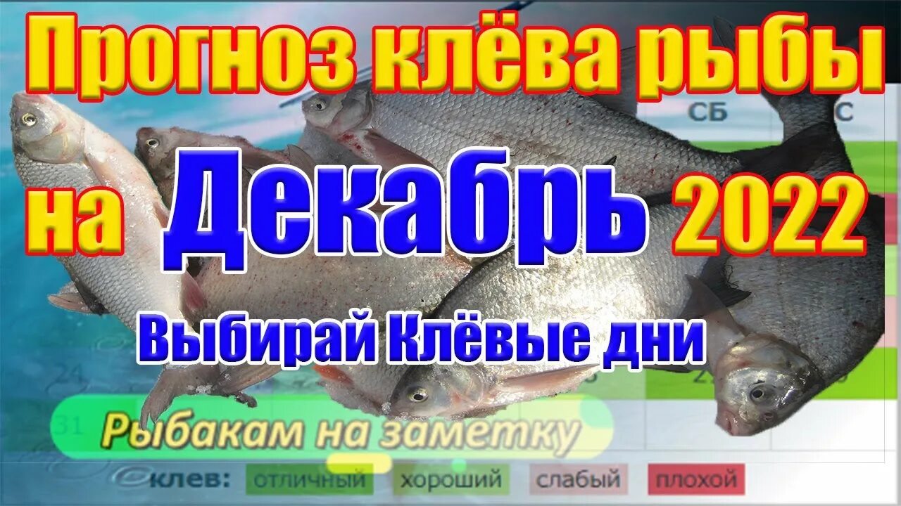Календарь рыбака на декабрь Прогноз клева рыбы Лунный Календарь рыбака 2022 Fish