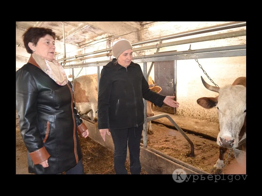 Заведующая фермой. Агрофирмы зао аф «рыльская». Курганинские известия. Молочная ферма в башкирии в аургазинском районе. Ферма зав.