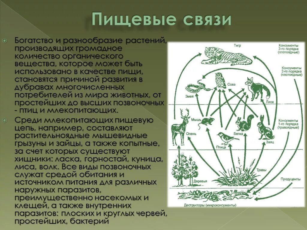 Пищевые связи. Экосистема пищевые связи в экосистеме. Пищевая сеть экосистемы. Схема пищевых связей. В чем опасность нарушения связей в экосистеме