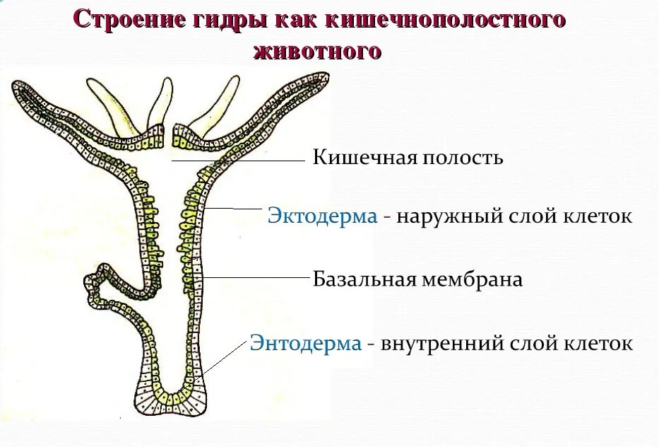 Имеет гастральную полость