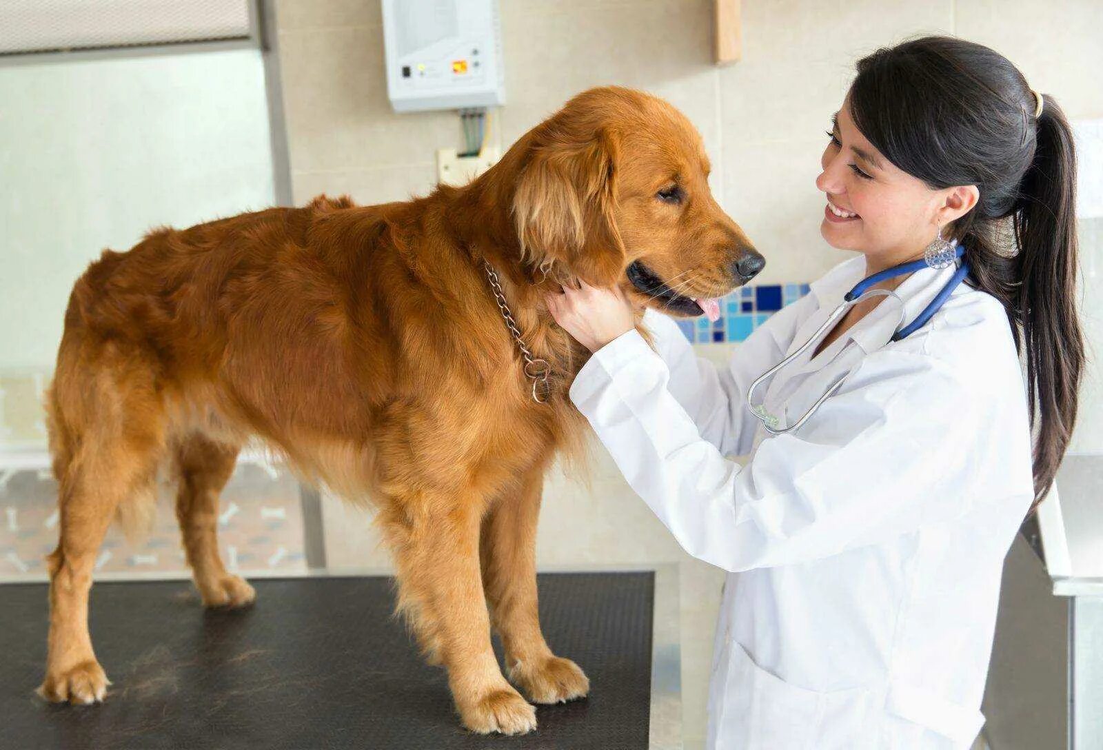 Ветеринар на дом com. Собака Ветеринария. Собака в ветеринарной клинике. Осмотр животных. Ветеринар осматривает.