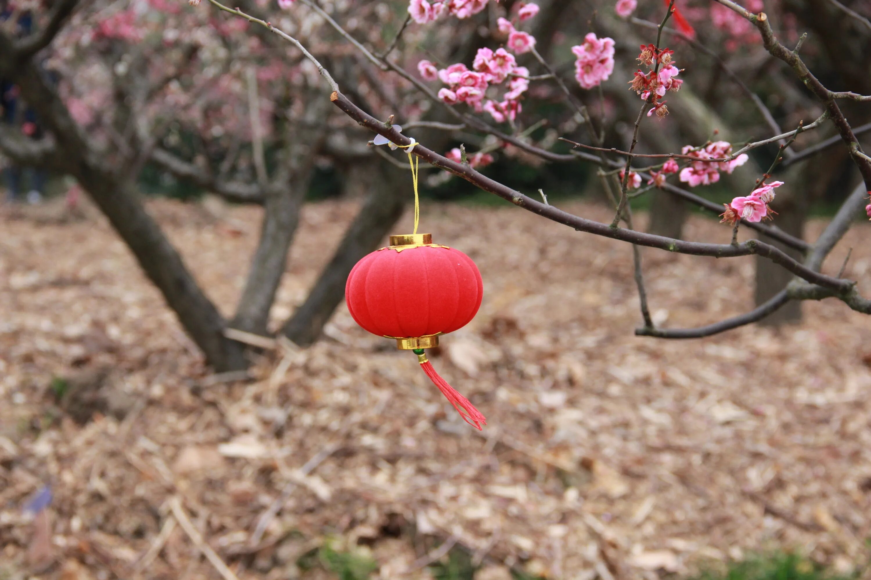 Plum blossom. Китайская слива мэйхуа. Слива китайская Айлинская. Китайская слива цветение.