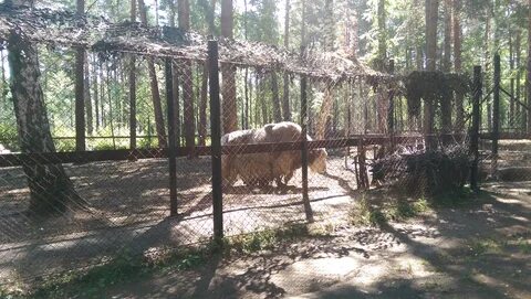 Животные бердск