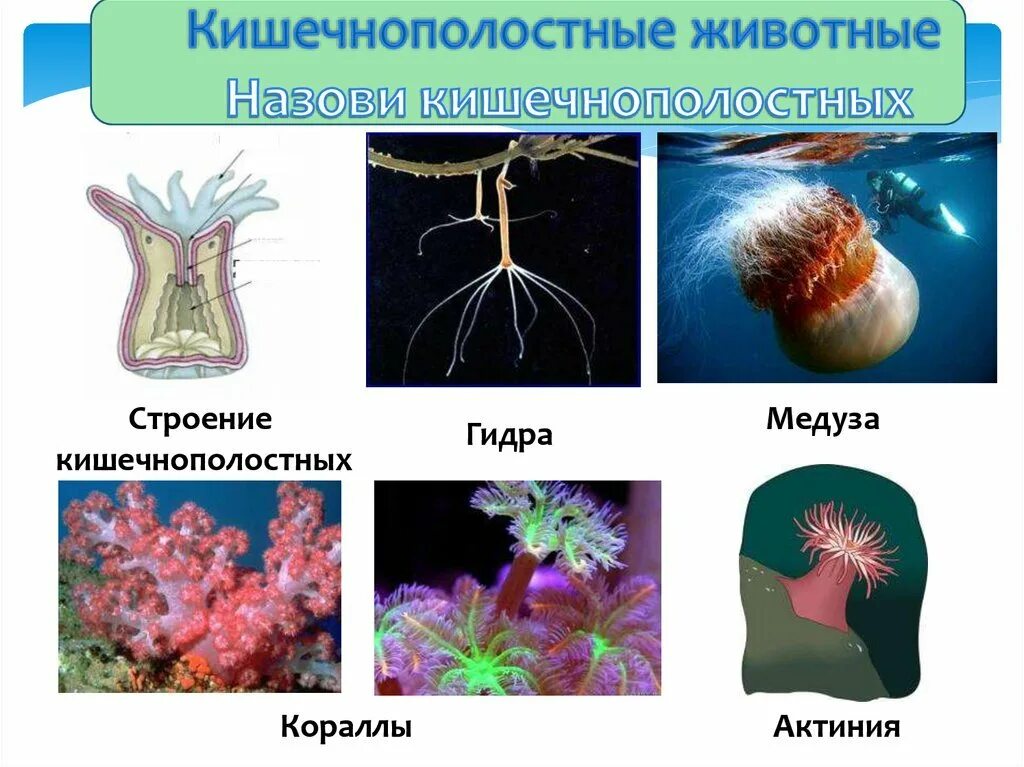 Какие черви кишечнополостные. Представители кишечнополостных 5 класс биология. Беспозвоночные Кишечнополостные гидра. Кишечнополостные это Тип беспозвоночных. Кишечнополостные черви биология 9 класс.