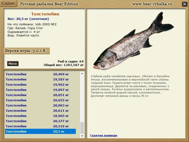 Толстолобик, вес. Русская рыбалка толстолобик. Толстолобик семейства карповых. Средний вес толстолобика.